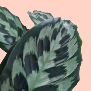 Calathea Helen Kennedy