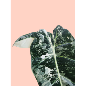 Alocasia Frydek Variegata Babyplant