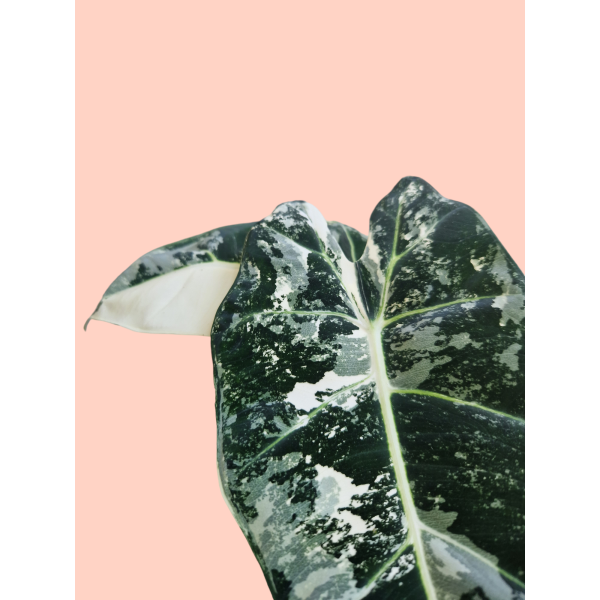 Alocasia Frydek Variegata Babyplant