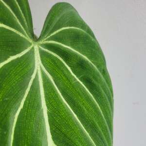 Philodendron Gloriosum Dark Form