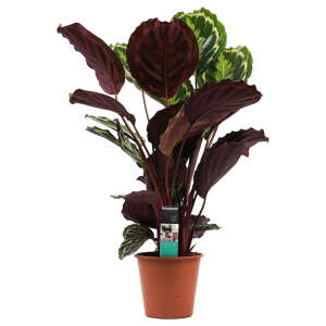 Calathea Medallion