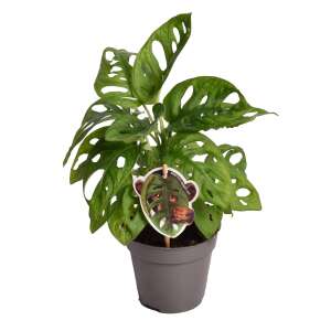Monstera Adansonii