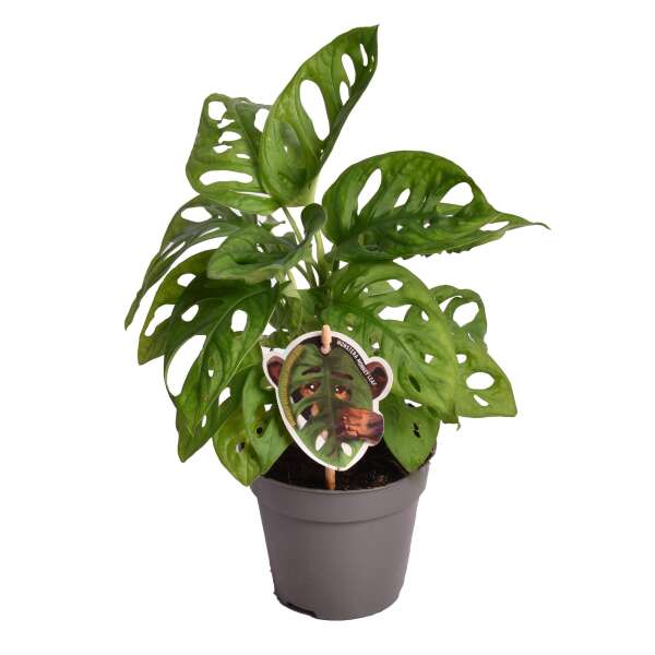 Monstera Adansonii