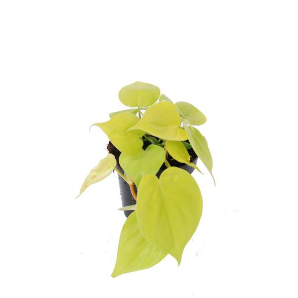 Philodendron Scandens 'Lemon Lime'