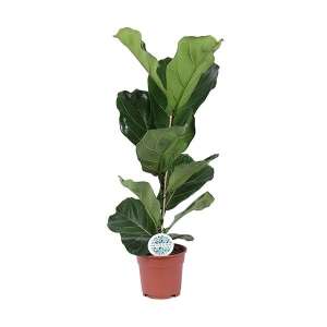 Ficus Lyrata