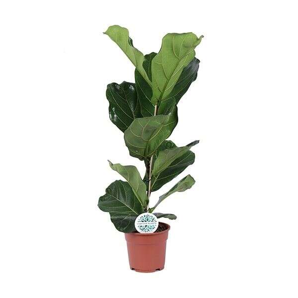 Ficus Lyrata