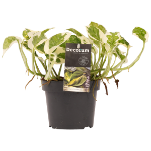 Epipremnum aureum N'joy
