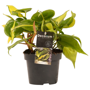 Philodendron Brasil