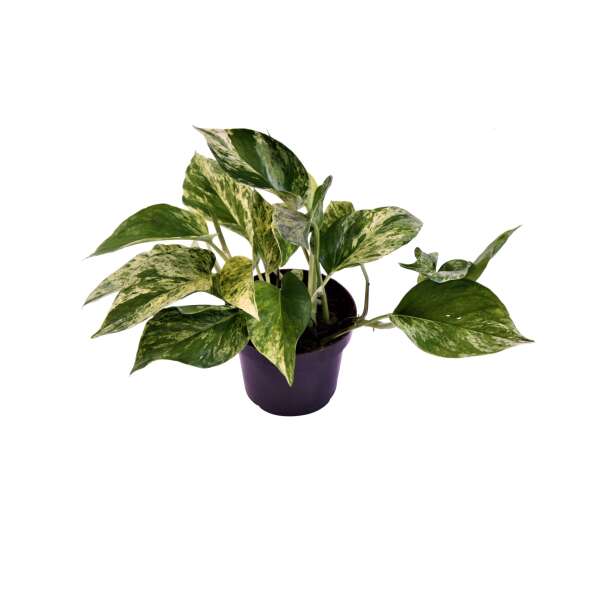 Epipremnum 'Marble Queen'