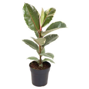 Ficus  Elastica  'Tineke'