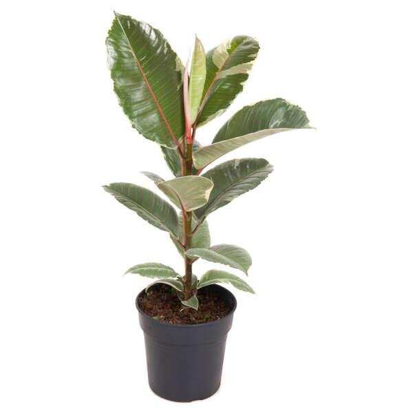 Ficus  Elastica  'Tineke'