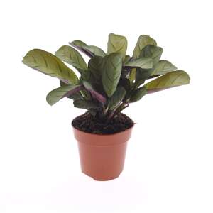 Ctenanthe Burle-Marxii 'Amagris'