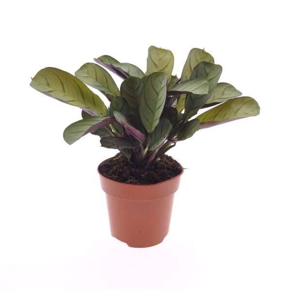 Ctenanthe Burle-Marxii 'Amagris'