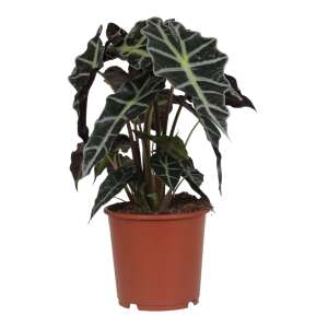 Alocasia Polly