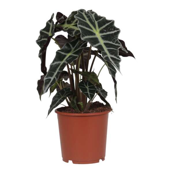Alocasia Polly