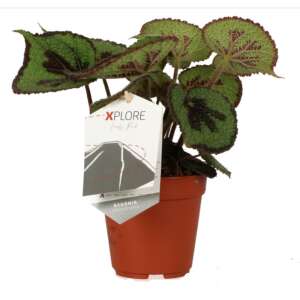 Begonia Masoniana 'Rock'