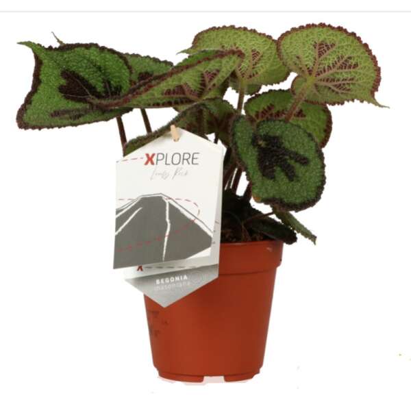 Begonia Masoniana 'Rock'