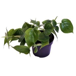 Philodendron Scandens