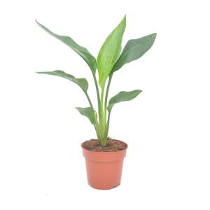 Strelitzia reginae