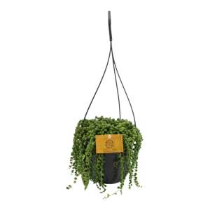 Senecio Rowleyanus in a hanging pot