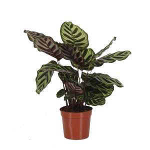 Calathea Makoyana M
