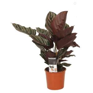 Calathea Ornata