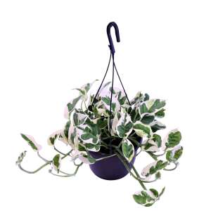 Epipremnum aureum  N'Joy