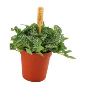 Fittonia Verschaffeltii Babyplant