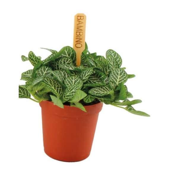 Fittonia Verschaffeltii Babyplant