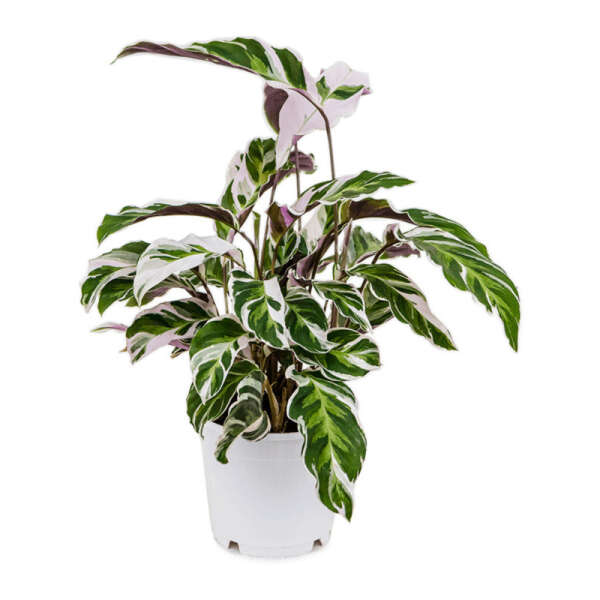 Calathea 'White Fusion'