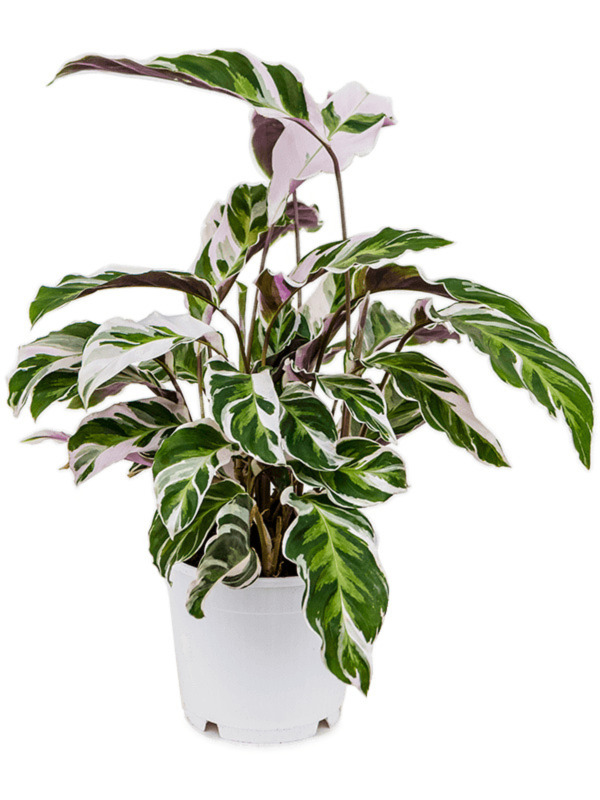Calathea 'White Fusion'