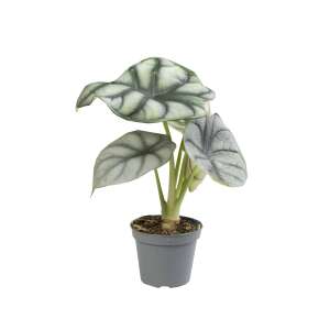 Alocasia Silver Dragon Babyplant
