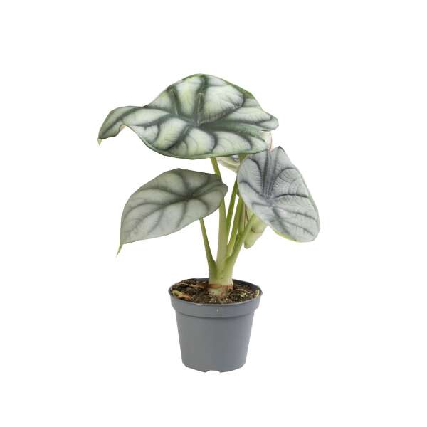 Alocasia Silver Dragon Babyplant
