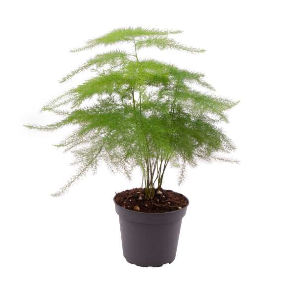 Asparagus Plumosus Babyplant