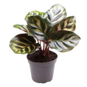 Calathea Makoyana Babyplant