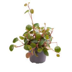 Peperomia 'Pepperspot' Babyplant