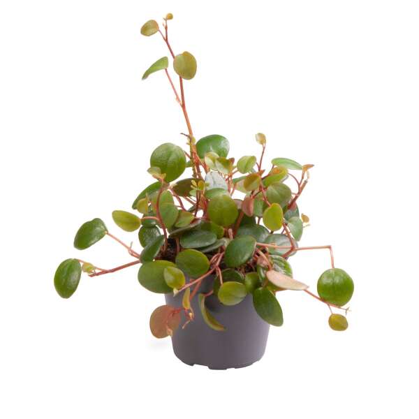 Peperomia 'Pepperspot' Babyplant