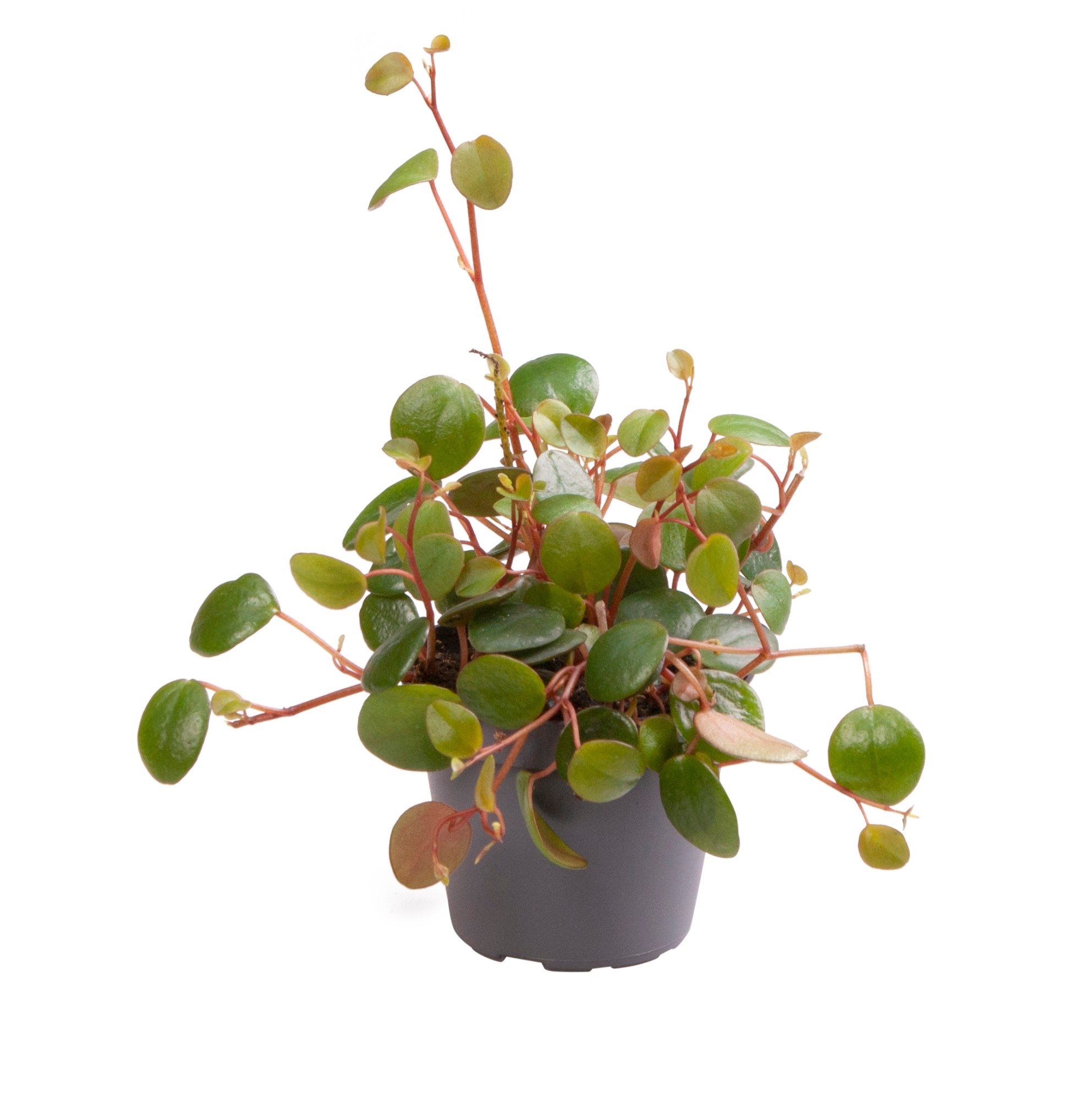 Peperomia 'Pepperspot' Babyplant