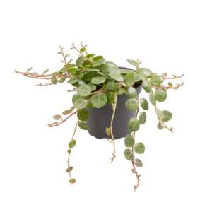 Peperomia Prostrata`String of Turtles´ Babyplant