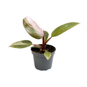 Philodendron Pink Princess Babyplant