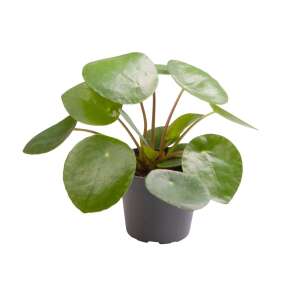 Pilea Peperomioides Babyplant