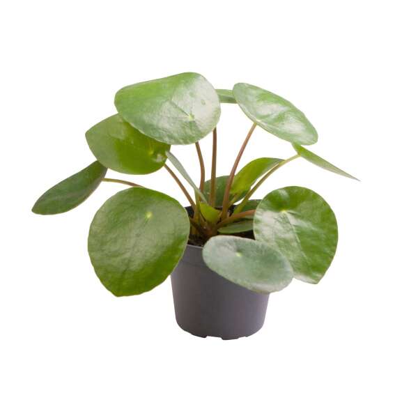 Pilea Peperomioides Babyplant