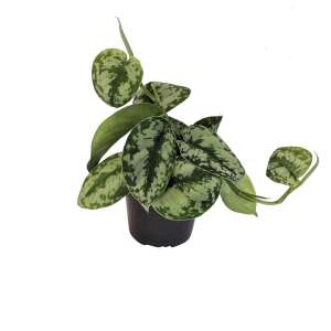 Scindapsus Pictus Exotica