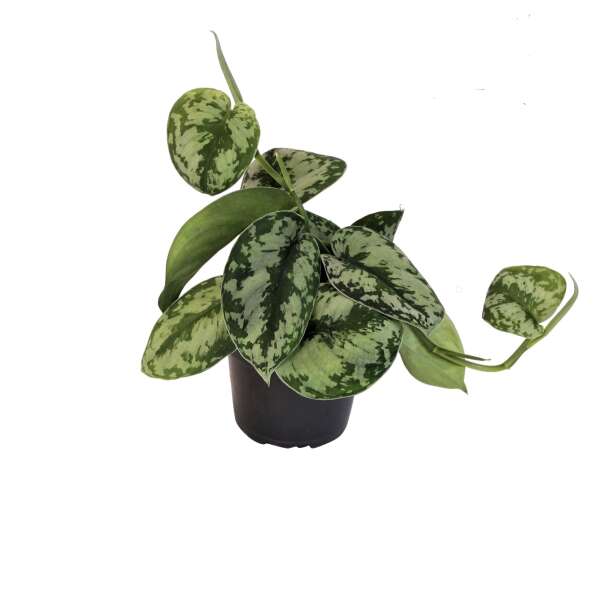 Scindapsus Pictus Exotica
