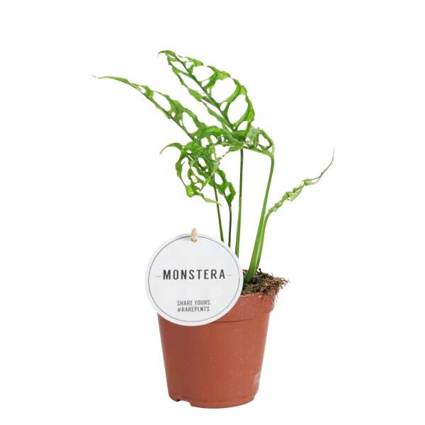 Monstera Obliqua Peru