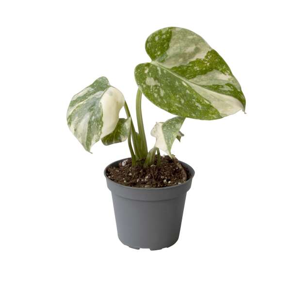 Monstera 'Thai Constellation' Babyplant