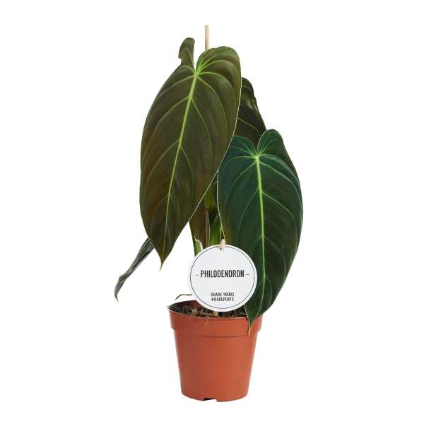 Philodendron Melanochrysum