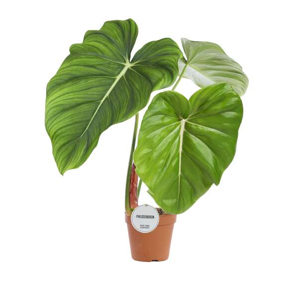 Philodendron Pastazanum