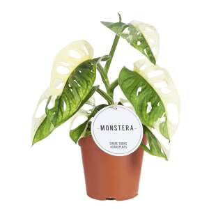 Monstera Adansonii Variegata