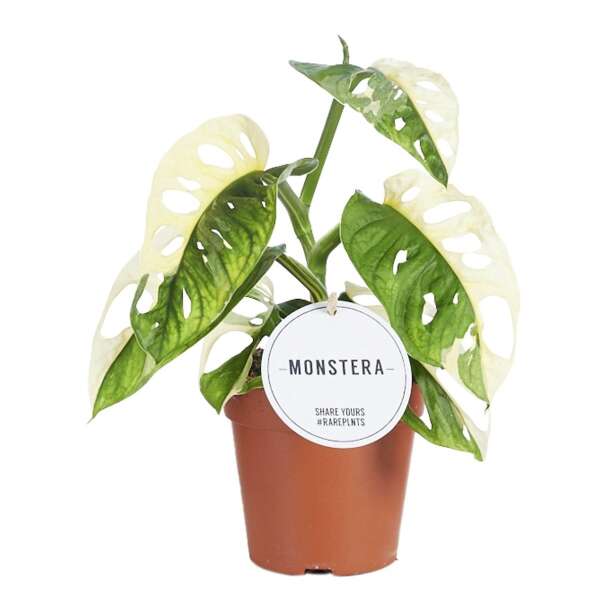 Monstera Adansonii Variegata